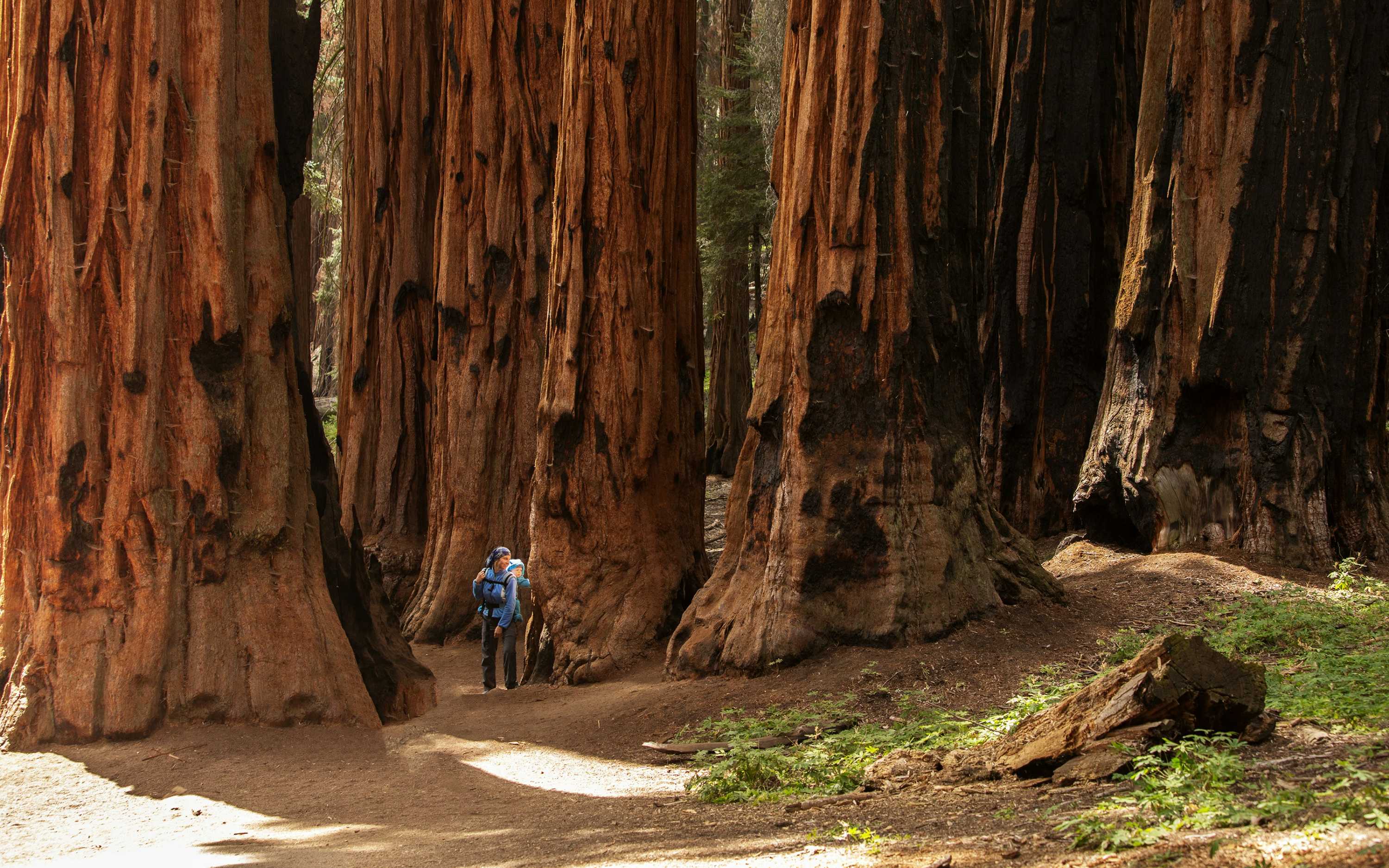 漫步於 Tuolumne Grove 巨型古樹根之間。 漫步於 Tuolumne Grove 巨型古樹根之間。