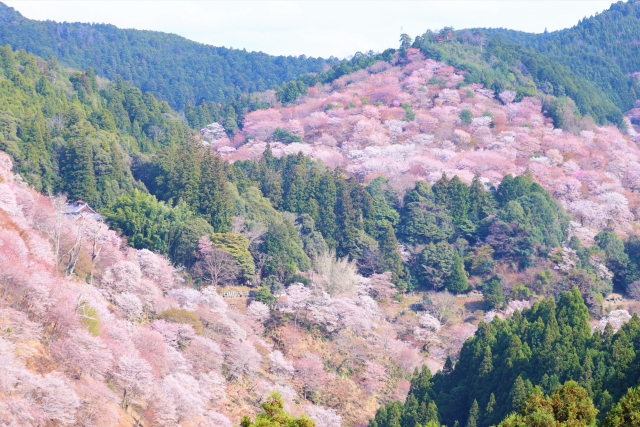 Cherry Blossom Buddha and Mt.Yoshino with Strawberry Picking Tour