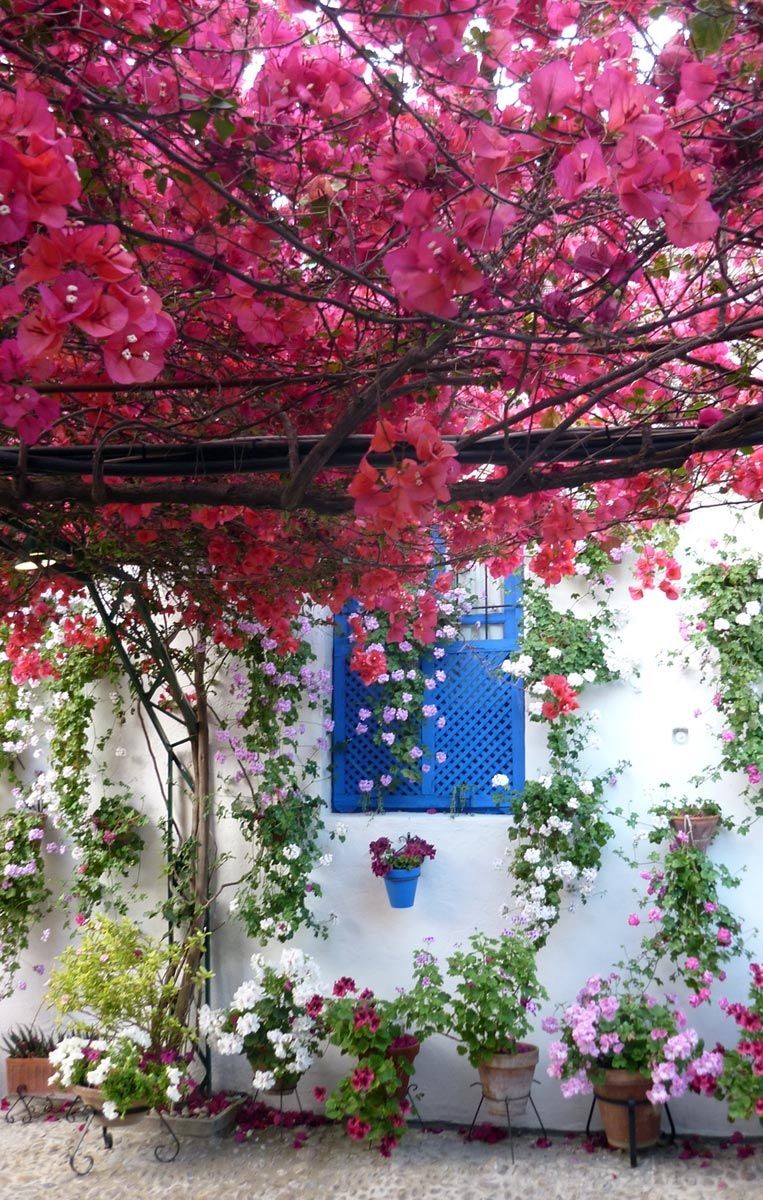 哥多華 (Cordoba) 庭院