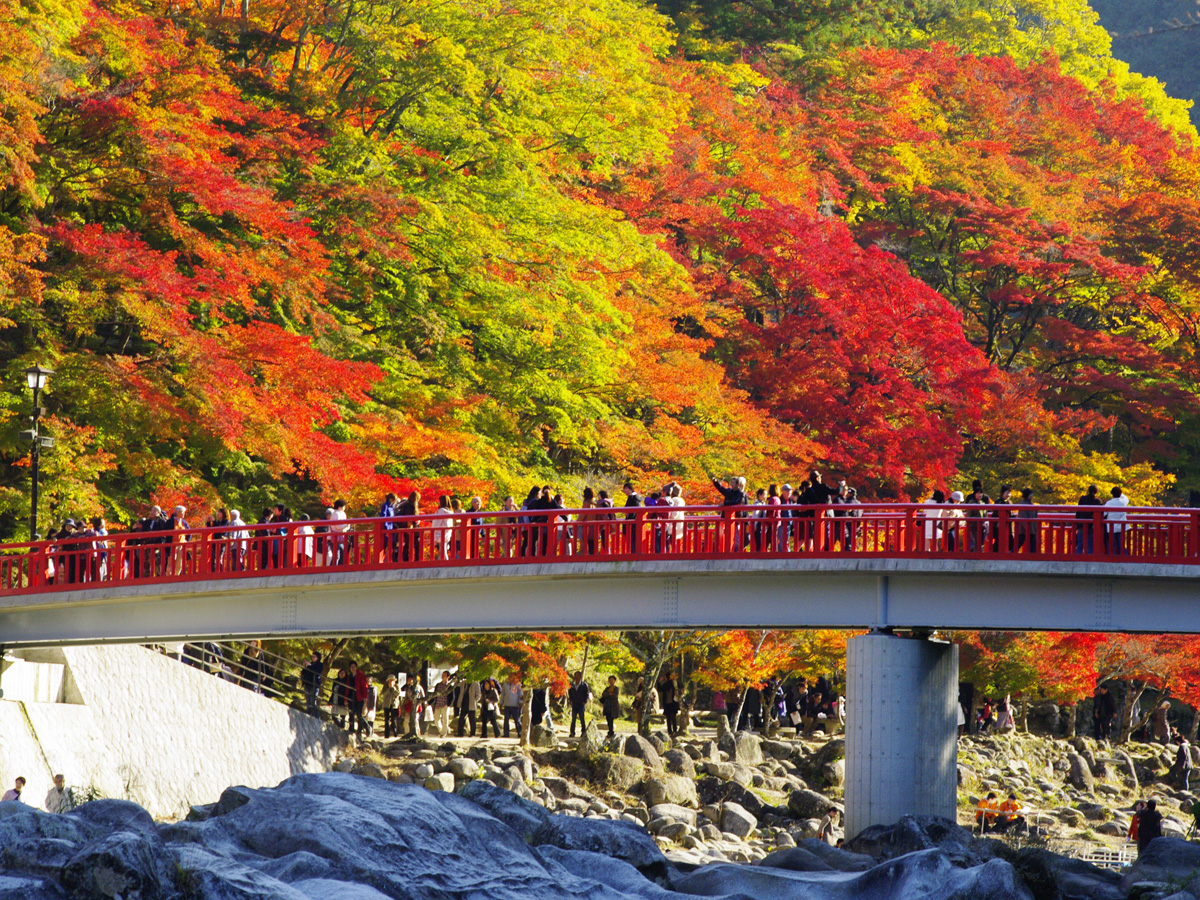 香嵐溪紅葉 & 橙子採摘一日遊（大阪出發）