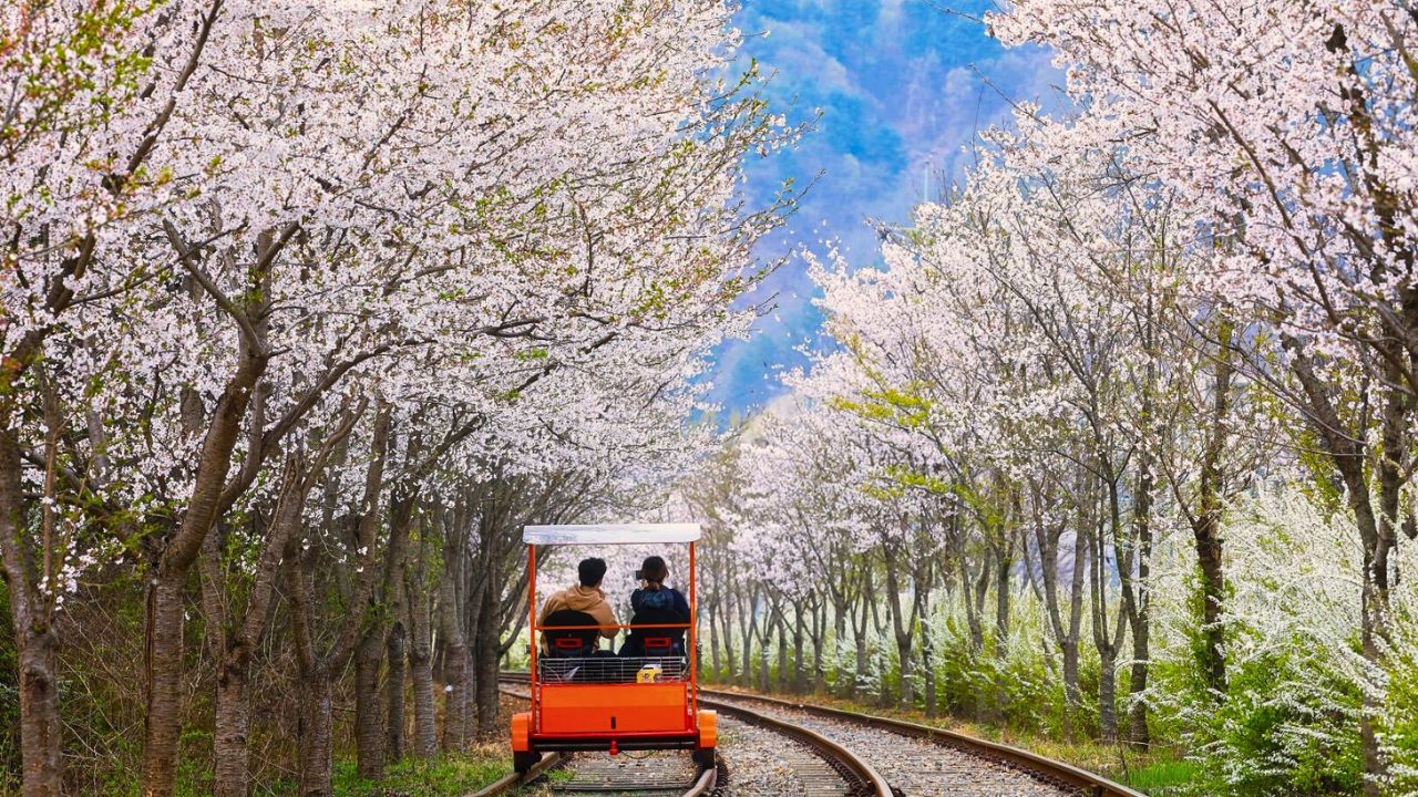 羊駝牧場 / 南怡島 / 江村鐵路自行車 / 晨靜樹木園 / 樂高樂園 /  秋海棠鳥園