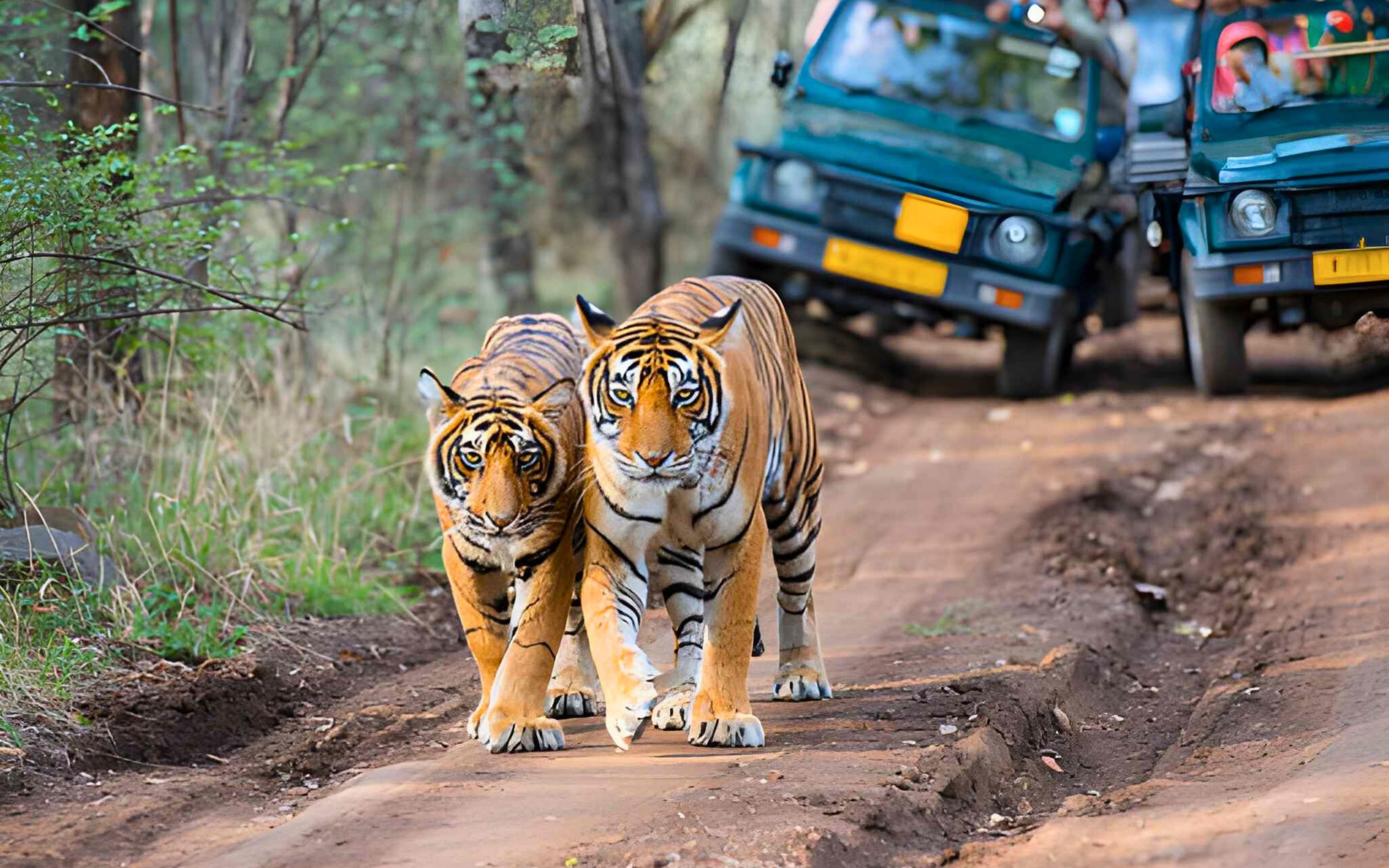 From Delhi: 5 Day Golden Triangle Tour with Tiger Safari