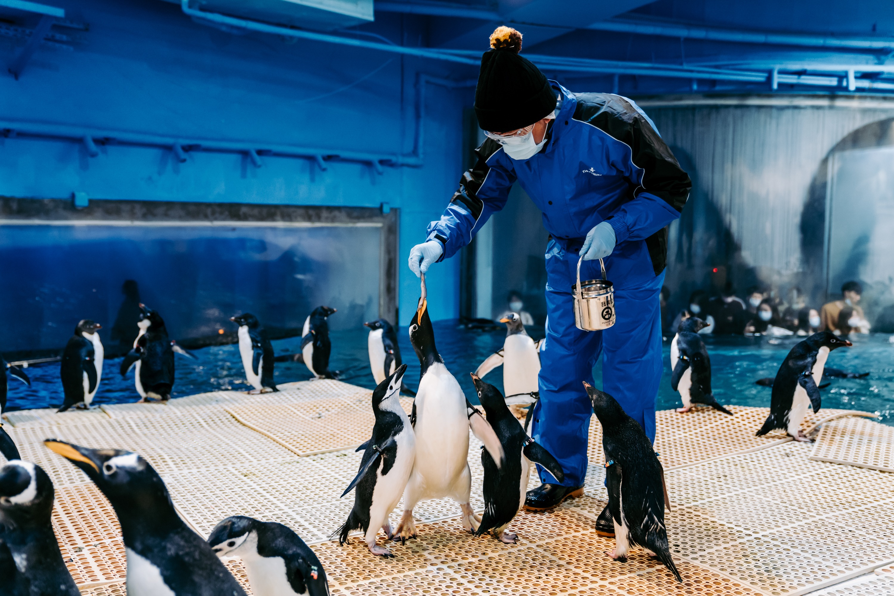 国立海洋生物博物館 ペンギン飼育体験（屏東）