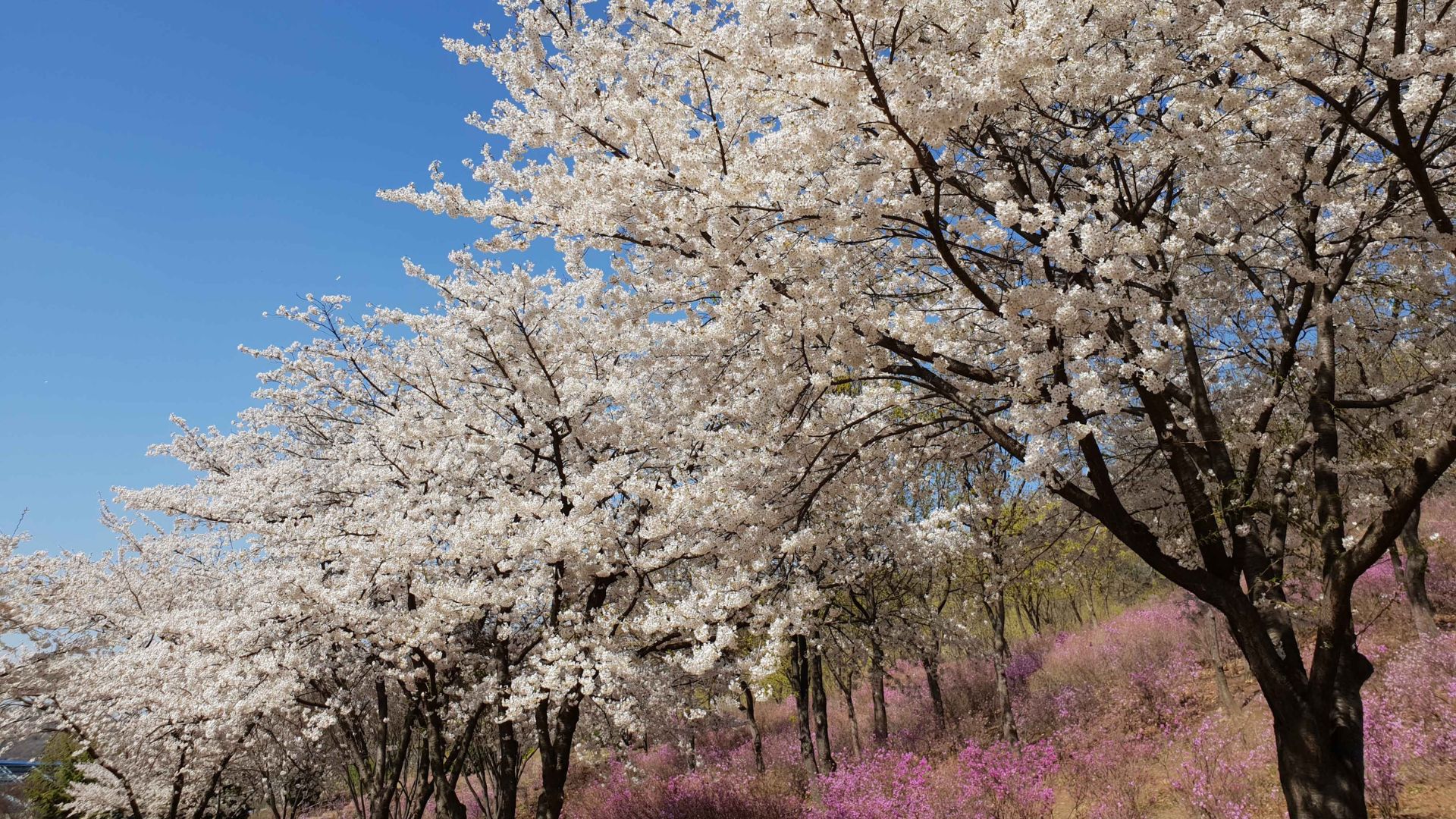 Incheon Spring-only Tour From Seoul