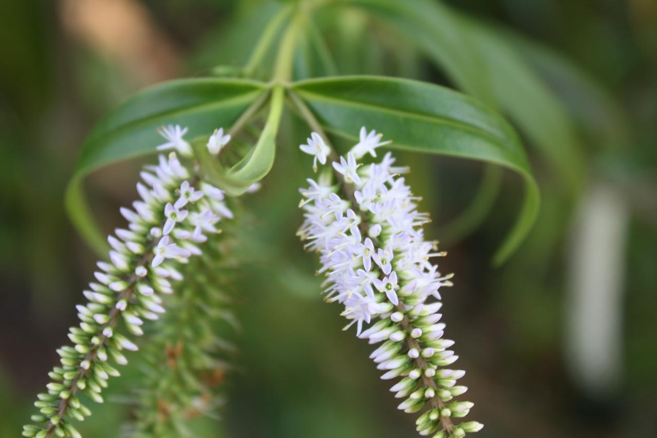 Discover the unique properties of various plants used in Maori Rongoa herbal medicine