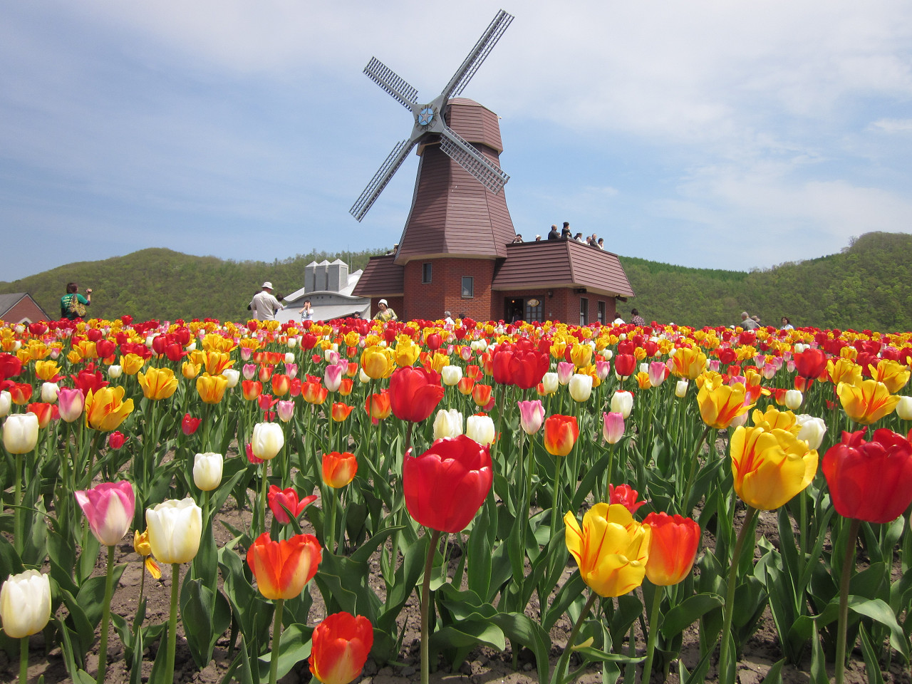 【5月限定｜北海道春季花海奇景】札幌出發1日遊｜10萬㎡粉紅芝櫻山&北海道最大鬱金香花田