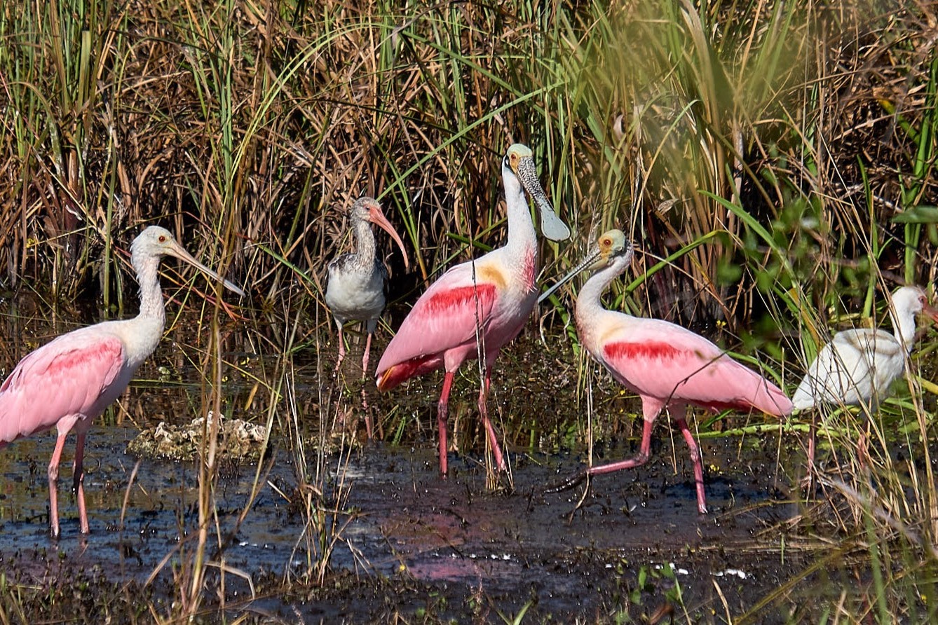 Full Day: Everglades Adventure with a Dry Walk in Florida