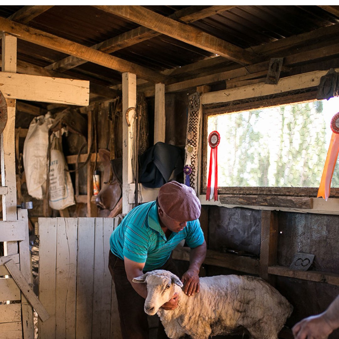 Estancia 25 de Mayo includes fascinating demonstrations of sheep handling and shearing, offering a genuine insight into traditional rural work.