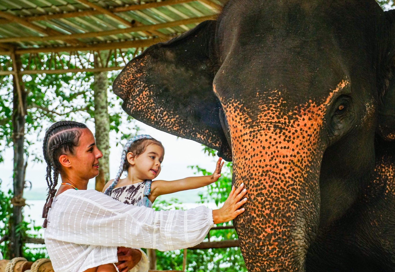 餵飼、觸摸並親近這些溫馴的大象。 餵飼、觸摸並親近這些溫馴的大象。