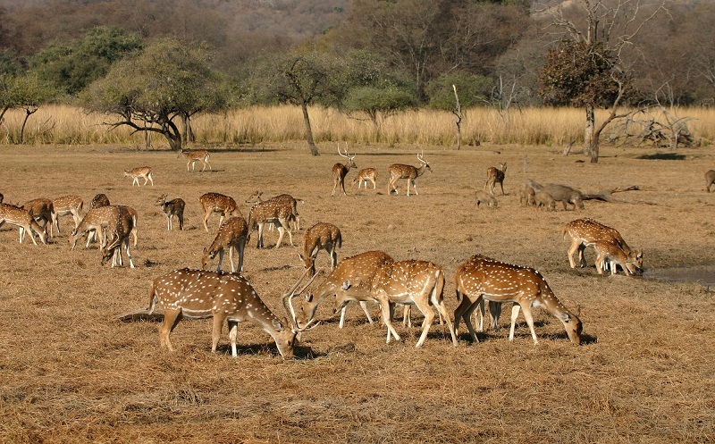 Stotted Deer in Ranthambore National Park