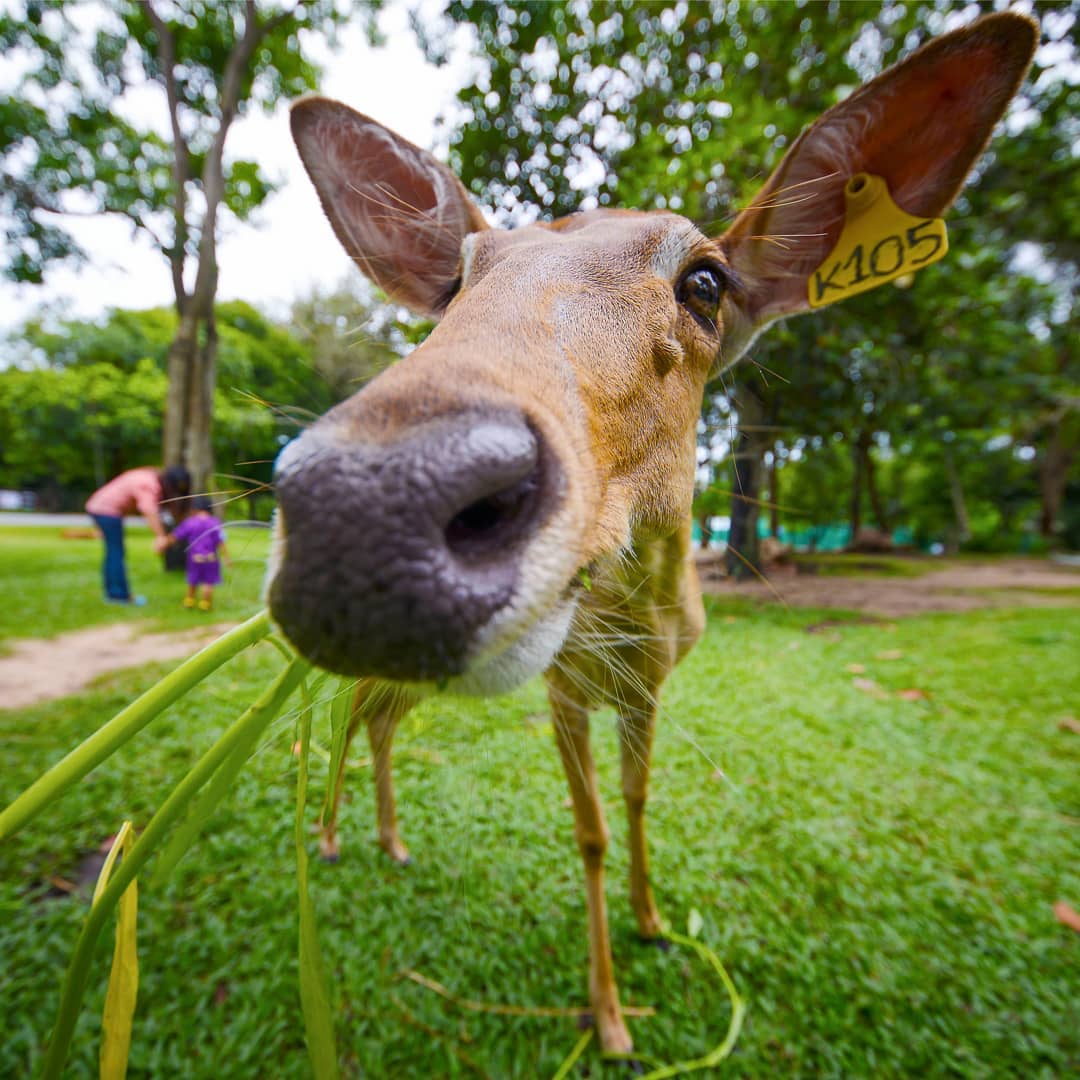 Khao Kheow開放式動物園私人之旅