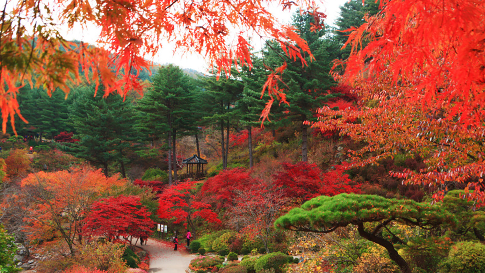 南怡島 / 羊駝樂園 / 春川 （部分景點） 10小時私人遊