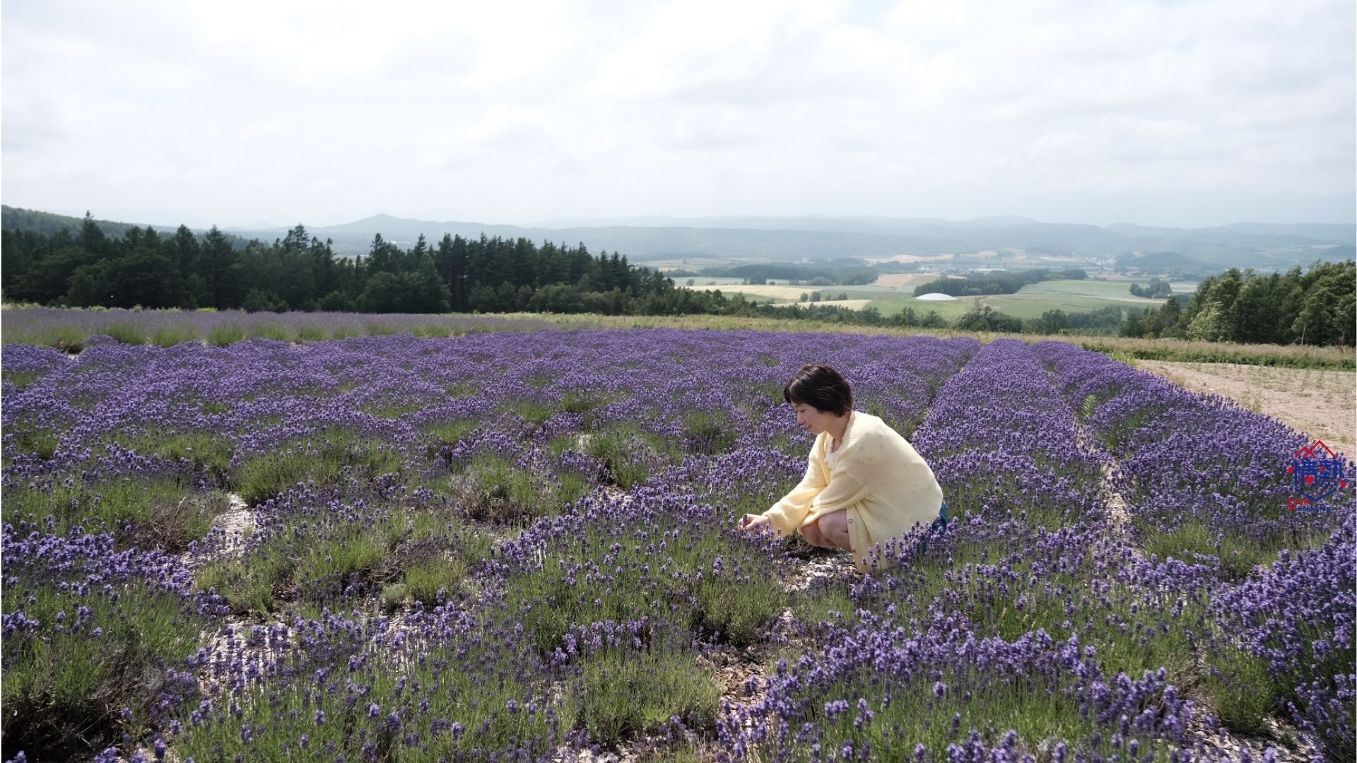 北海道｜夏日富良野浪漫追逐薰衣草花田一日團｜日之岀公園／富田農場／四季彩之丘+白金青池+美瑛牧場｜札幌出發