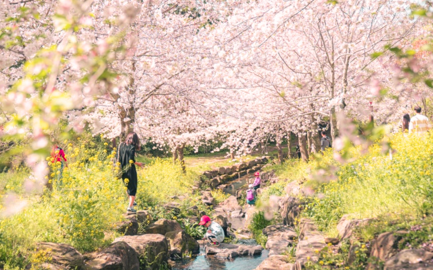 (Hotel Pick-up) Jeju Cherry Blossom Tour - Small Group