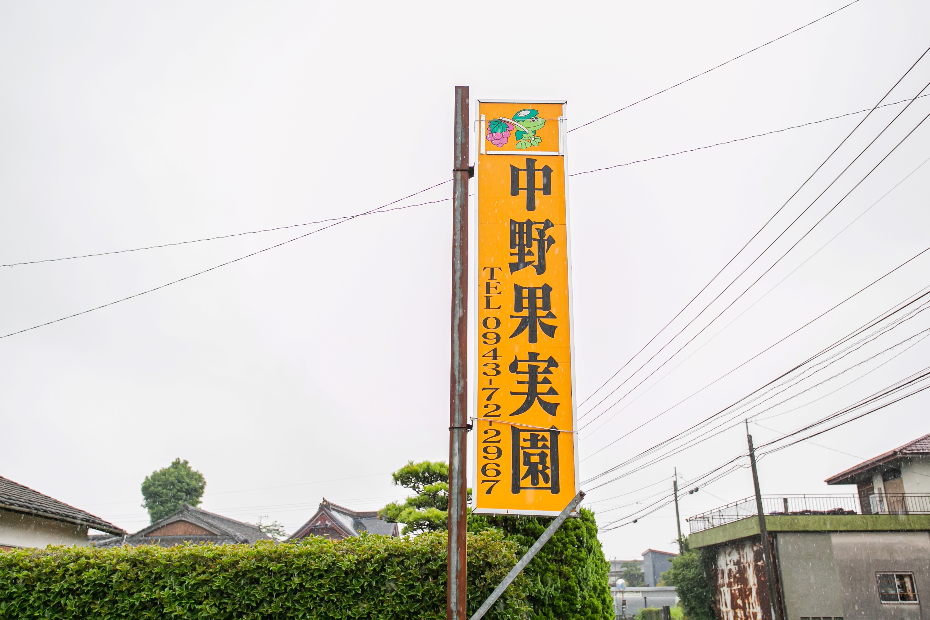 福岡一日遊：採季節水果＆購物＆teamLab 森林福岡