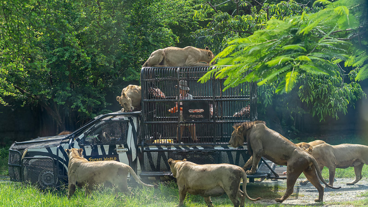 曼谷賽瑞福野生動物園之旅（含酒店往返接送）