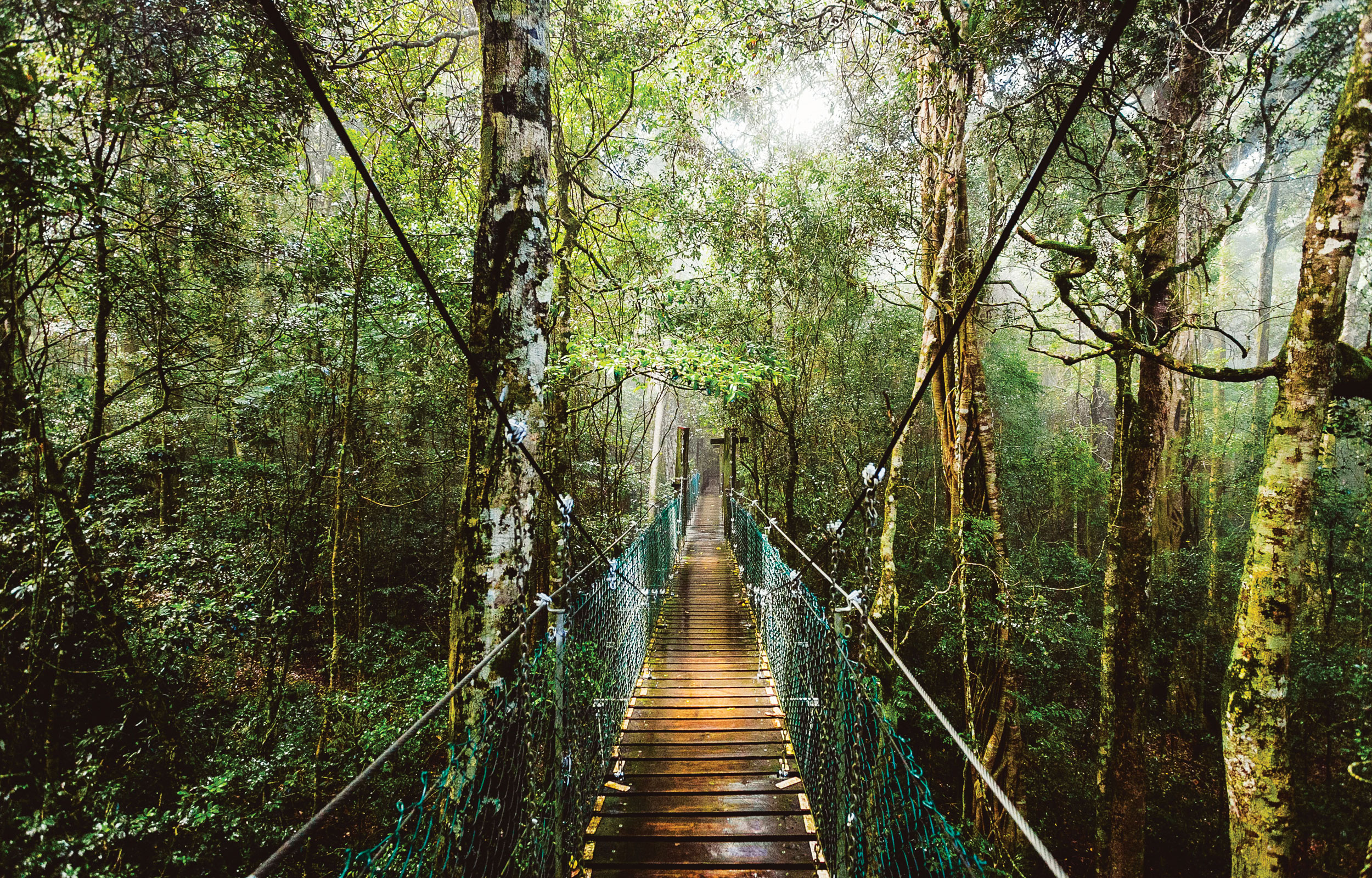 O'Reilly's & Lamington National Park