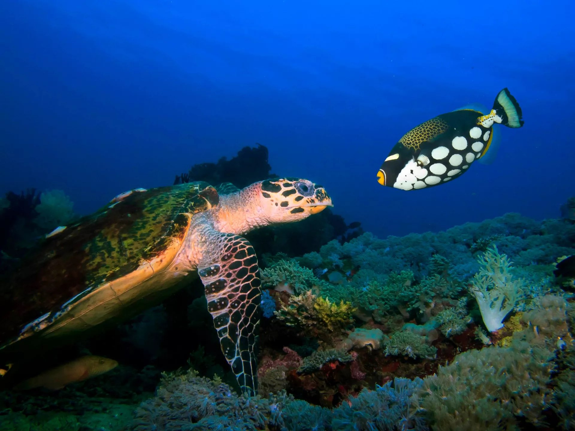 Mabini Marine Marvels: Full-Day Dive Exploration with PADI 5* Center 