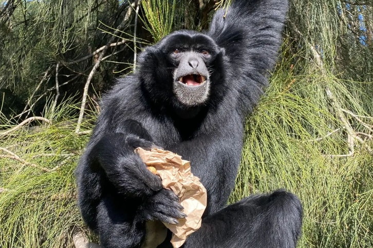 莫戈野生動物園門票