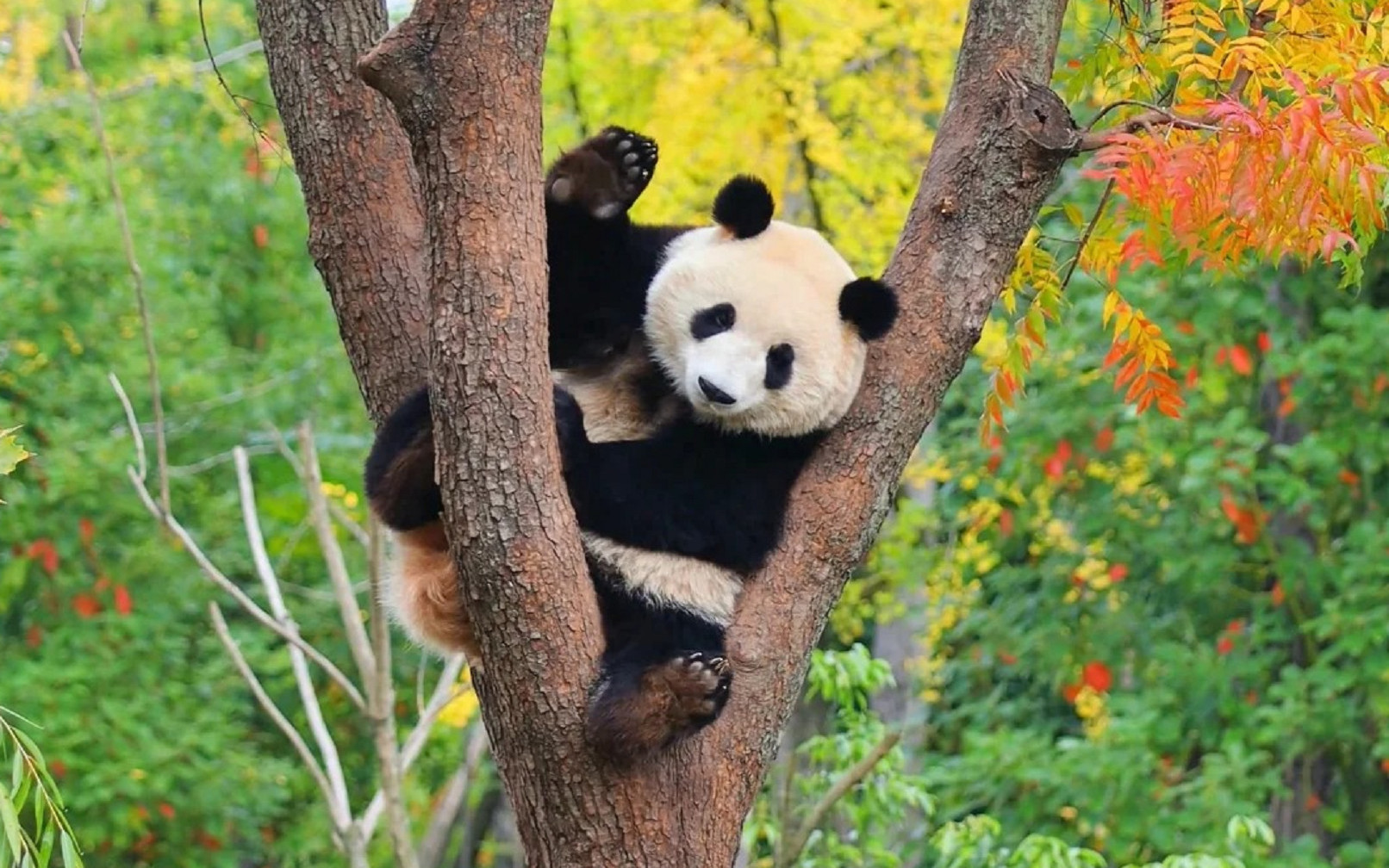 One-day tour to Chengdu Dujiangyan Panda Valley and Leshan Giant Buddha