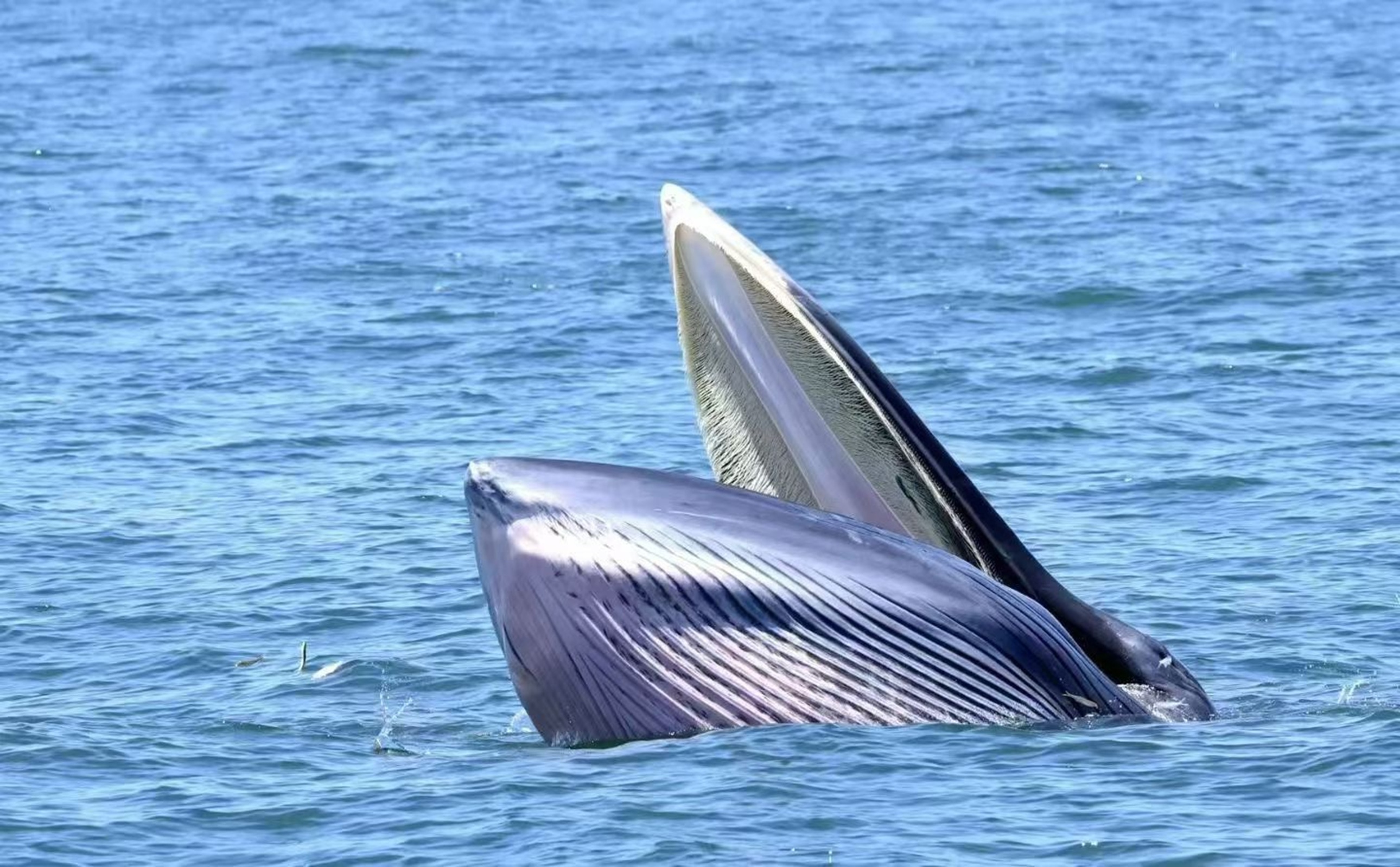 布氏鯨露出部分身軀,寬大的嘴部張開,細密的鯨鬚清晰可見,周圍海水泛著波紋,還有小魚在旁遊動,展現出它捕食時的自然姿態,畫面充滿海洋野性氣息 布氏鯨露出部分身軀,寬大的嘴部張開,細密的鯨鬚清晰可見,周圍海水泛著波紋,還有小魚在旁遊動,展現出它捕食時的自然姿態,畫面充滿海洋野性氣息