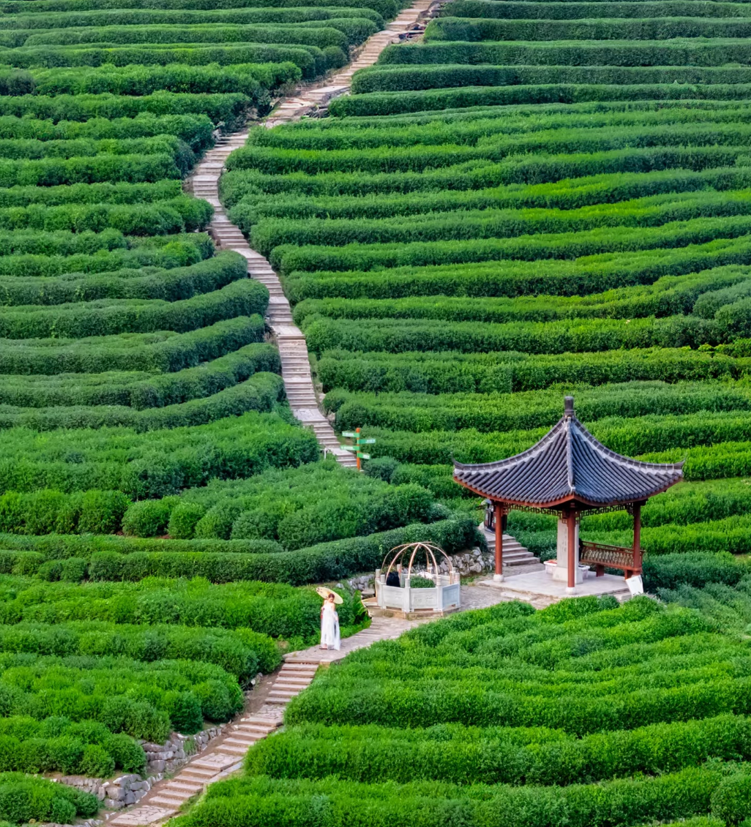Hangzhou Longjing Tea Garden 5km light hike: Jiuxi Smoky Trees + Jiuxi Waterfall + Longjing Village Tea Picking + Tea Stir-frying + Tea Tasting + Qianlong 18 Imperial Tea Trees + Professional Tour Guide Accompanying and Explanating the Whole Course