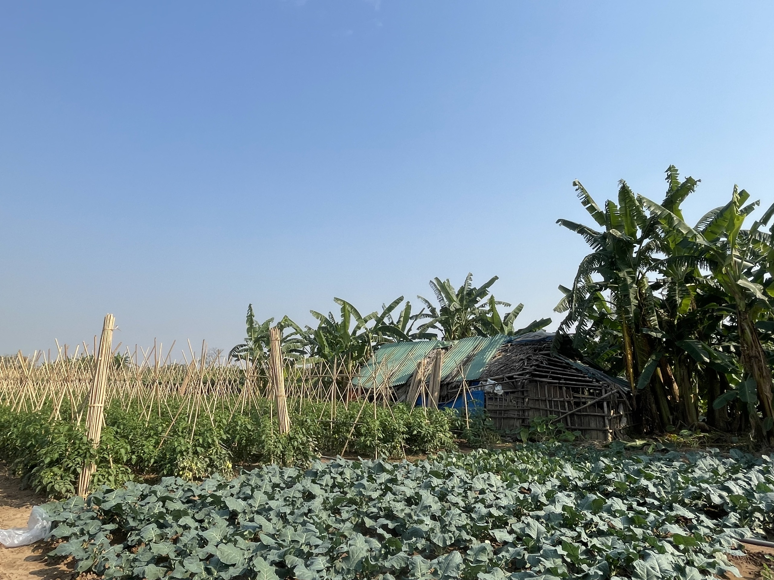 香蕉島上的美麗農場照片。 香蕉島上的美麗農場照片。