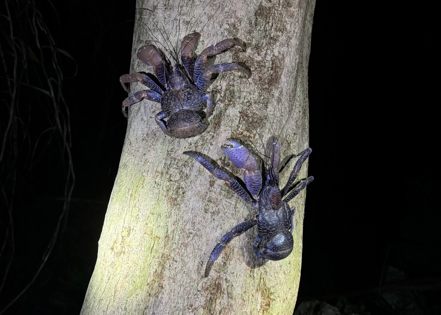 宮古島：探索星空下的夜間叢林