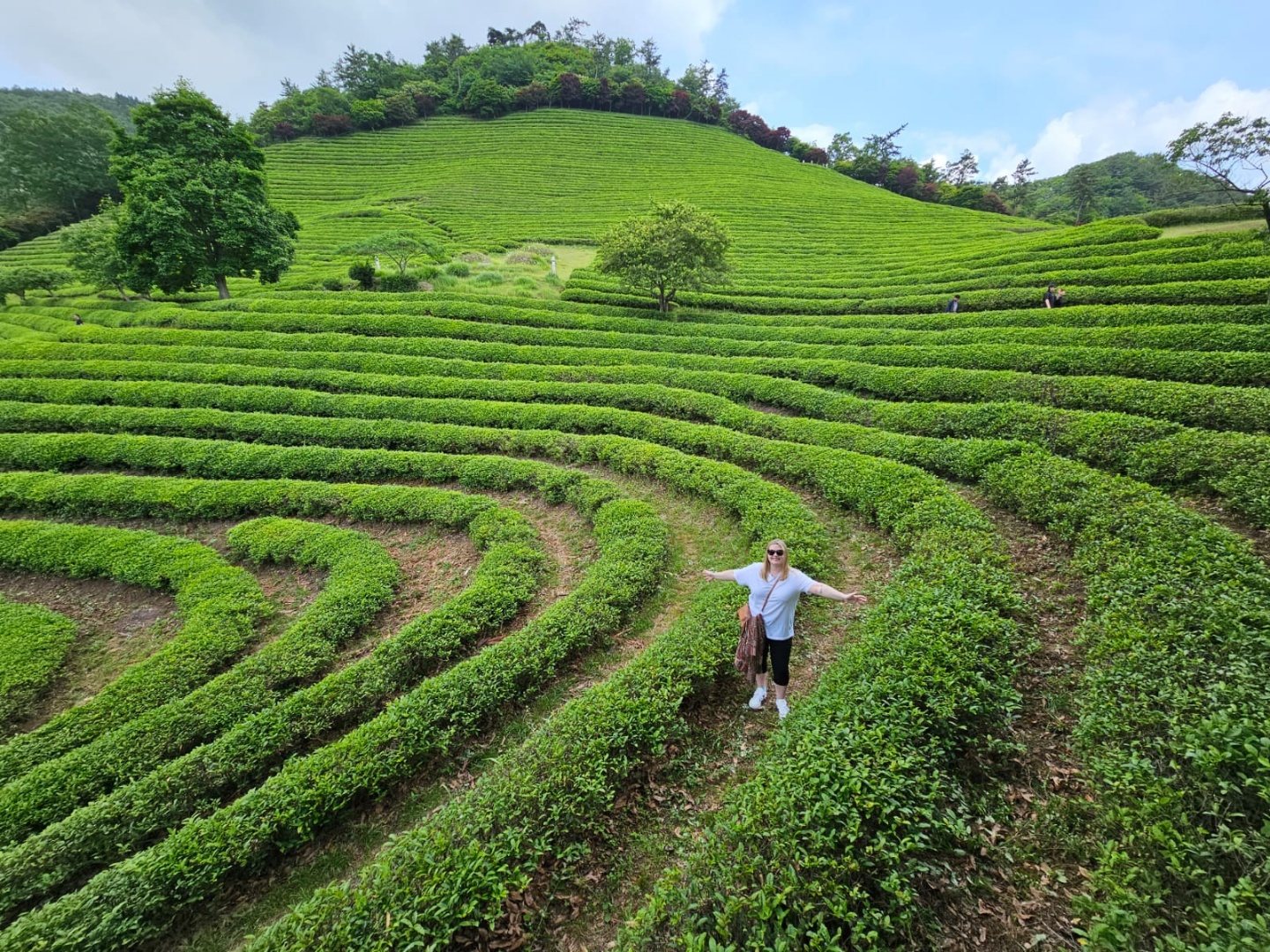 在早晨，您可以先參觀綠茶種植園，這裡出產優質綠茶，並且常年都是熱門旅遊景點。您將有機會品嚐寶城綠茶冰淇淋！
