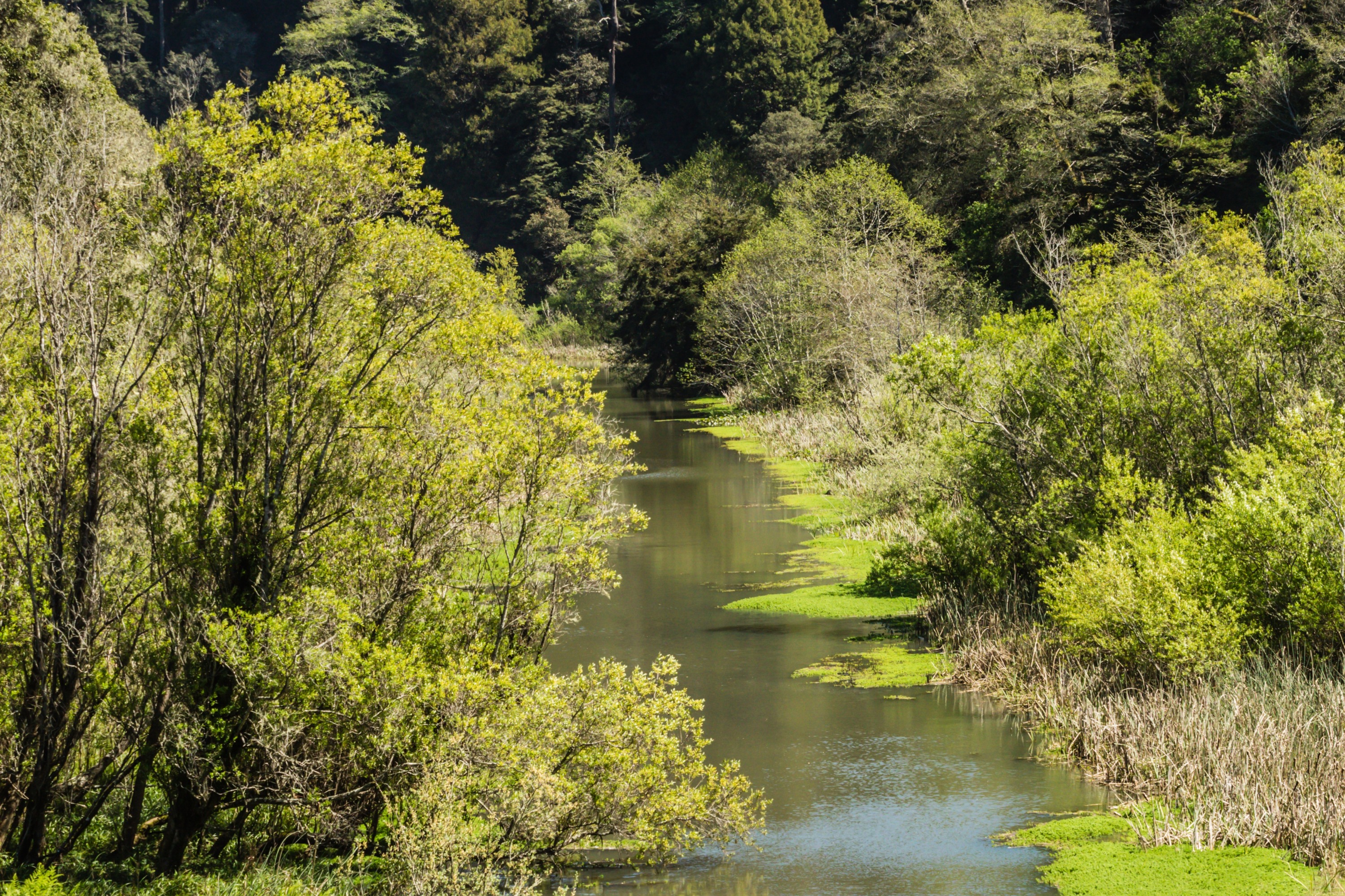 Pudding Creek Express Scenic Train Tour in Mendocino