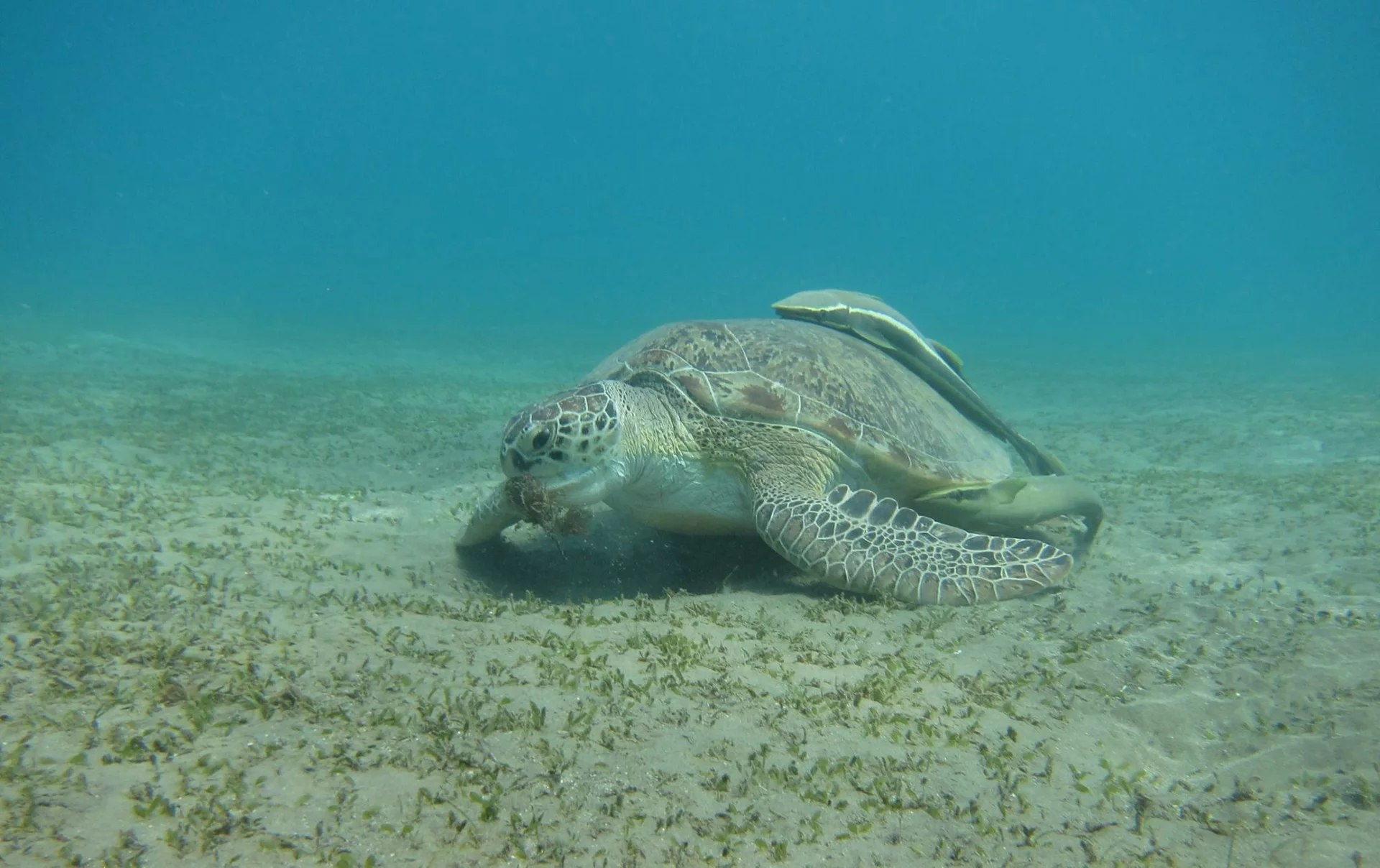 Learn to dive in Port Ghalib: Open Water Course with PADI c