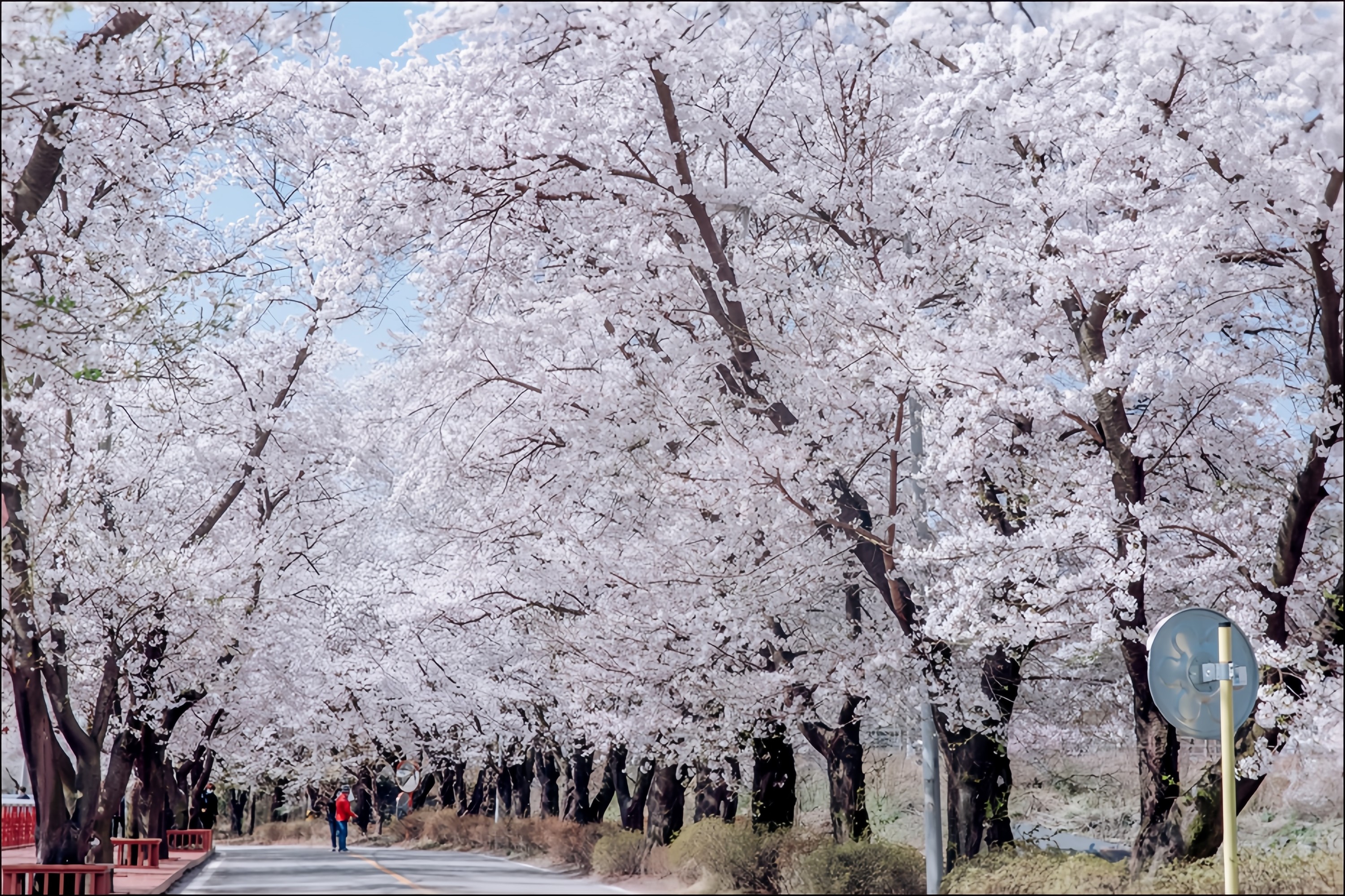 [Apr 5-25] Eden Cherry Blossom / Nami Island / Railbike / Alpaca