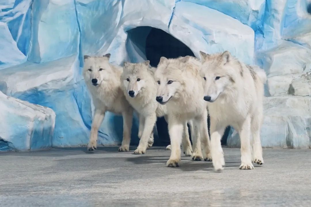 哈爾濱極地公園門票