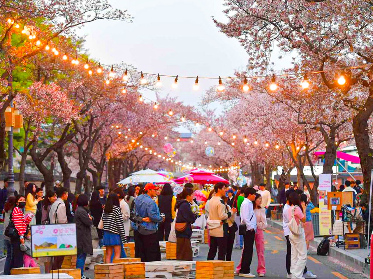 櫻花綻放,點亮大陵苑沿途的節慶小徑,讓您感受生機盎然的春日氣息。 櫻花綻放,點亮大陵苑沿途的節慶小徑,讓您感受生機盎然的春日氣息。
