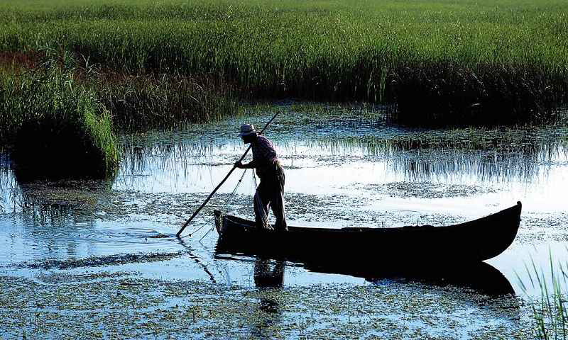 Wild Danube – One-Day Trip in the Delta with Local Guide and Boat