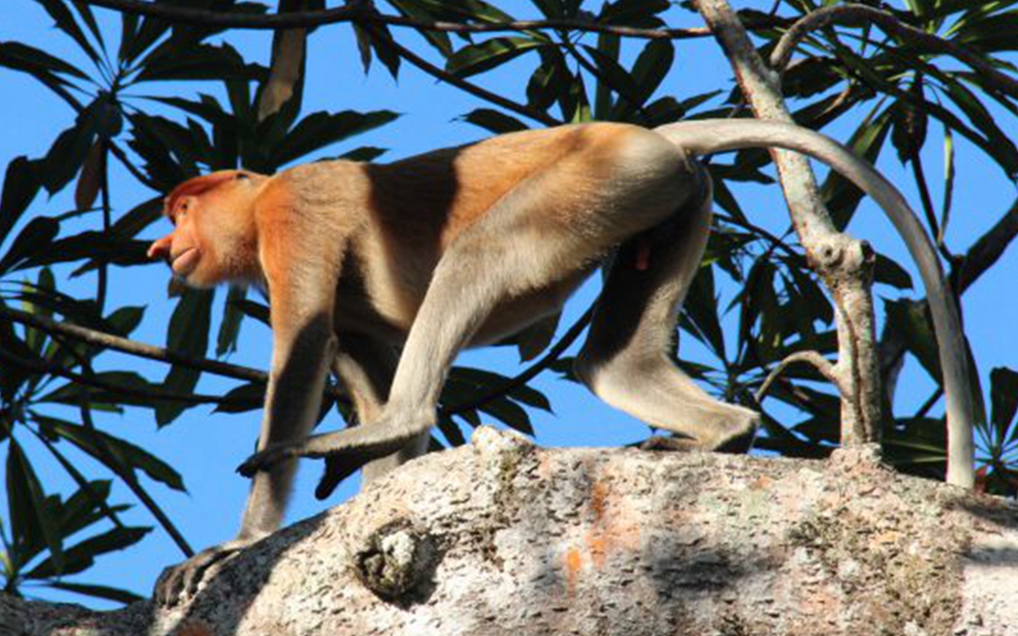 婆羅洲卡紅樹林野生動物巡遊 & 螢火蟲奇觀