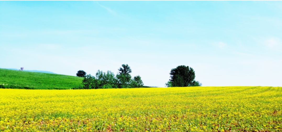 金黃油菜花在春日暖陽下閃耀奪目。