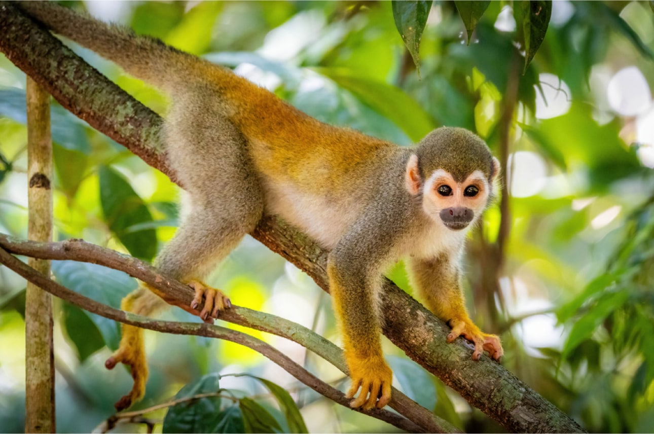 Manu Reserved Zone 7 Day Tour