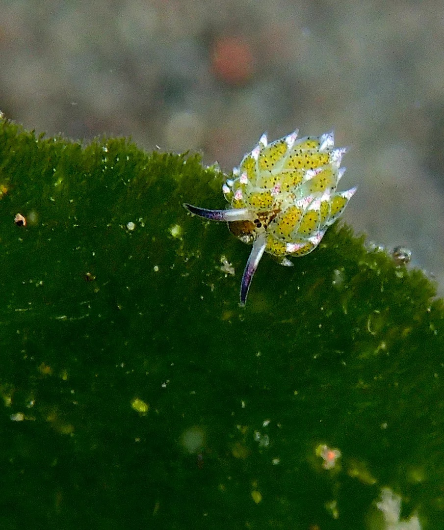 鹿島 PADI 五星潛水中心浮潛體驗