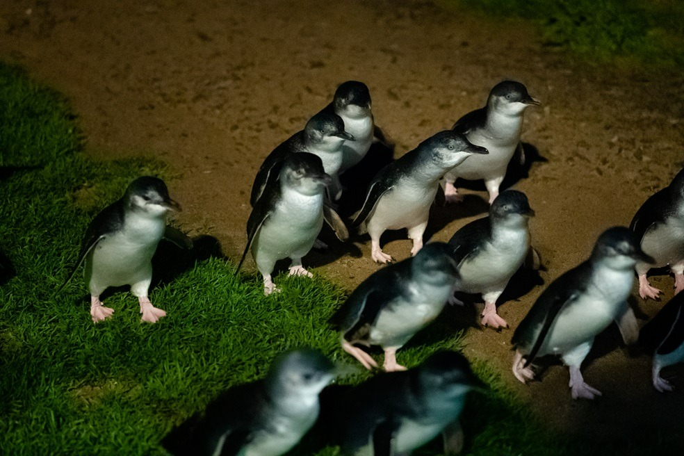 Small Group Philip Island Express Penguin & Wallaby Spoting