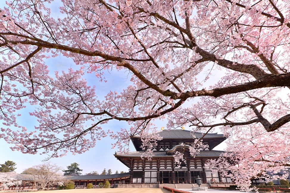 奈良公园 & 东大寺 & 吉野山一日游（含赏樱）