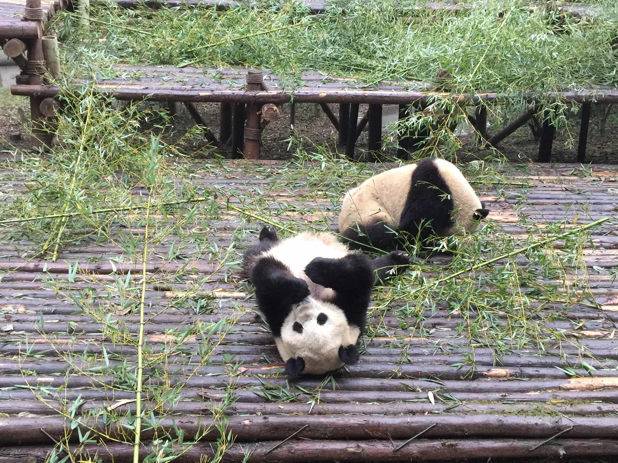 成都大熊貓繁育研究基地半日遊+中英文導遊