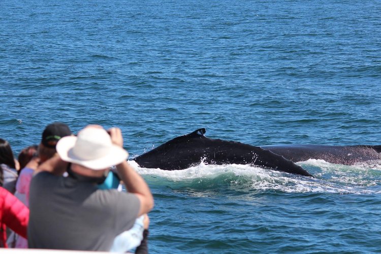 Rottnest Island Tour (Japanese Guide)