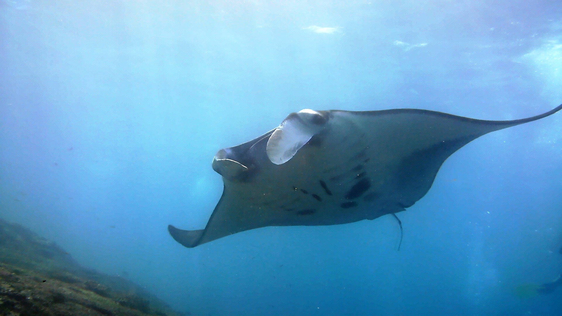 佩尼達島Manta Point 3次潛水體驗（PADI五星級潛水中心）