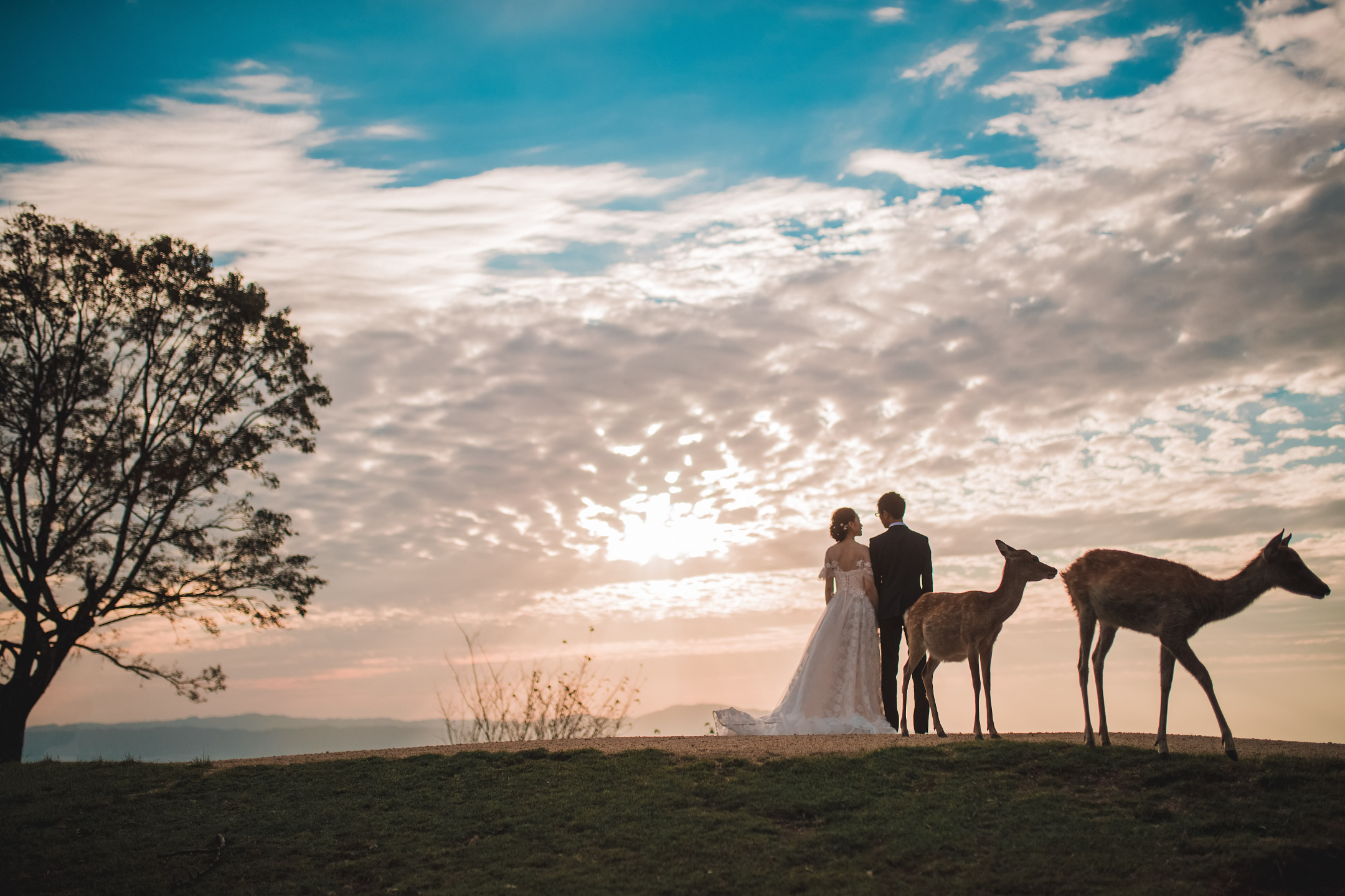 若草山 - 可以俯瞰奈良市全景的山丘,尤其是在日落時分,景色非常浪漫。 若草山 - 可以俯瞰奈良市全景的山丘,尤其是在日落時分,景色非常浪漫。