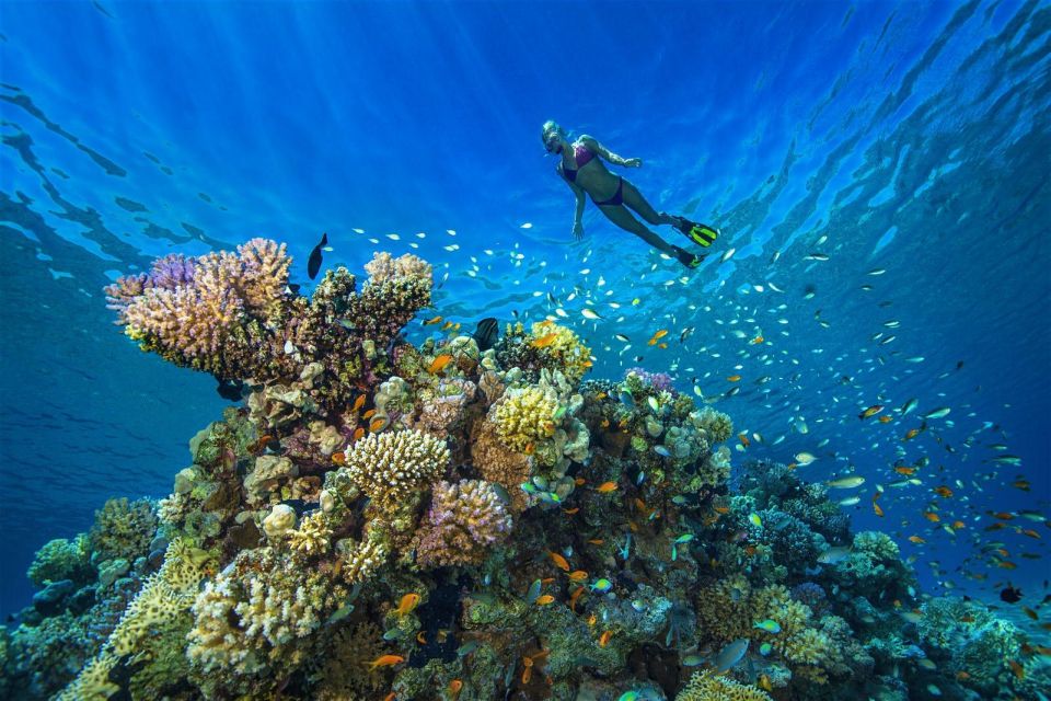 赫爾格達：橘子島潛水與浮潛之旅（含午餐）