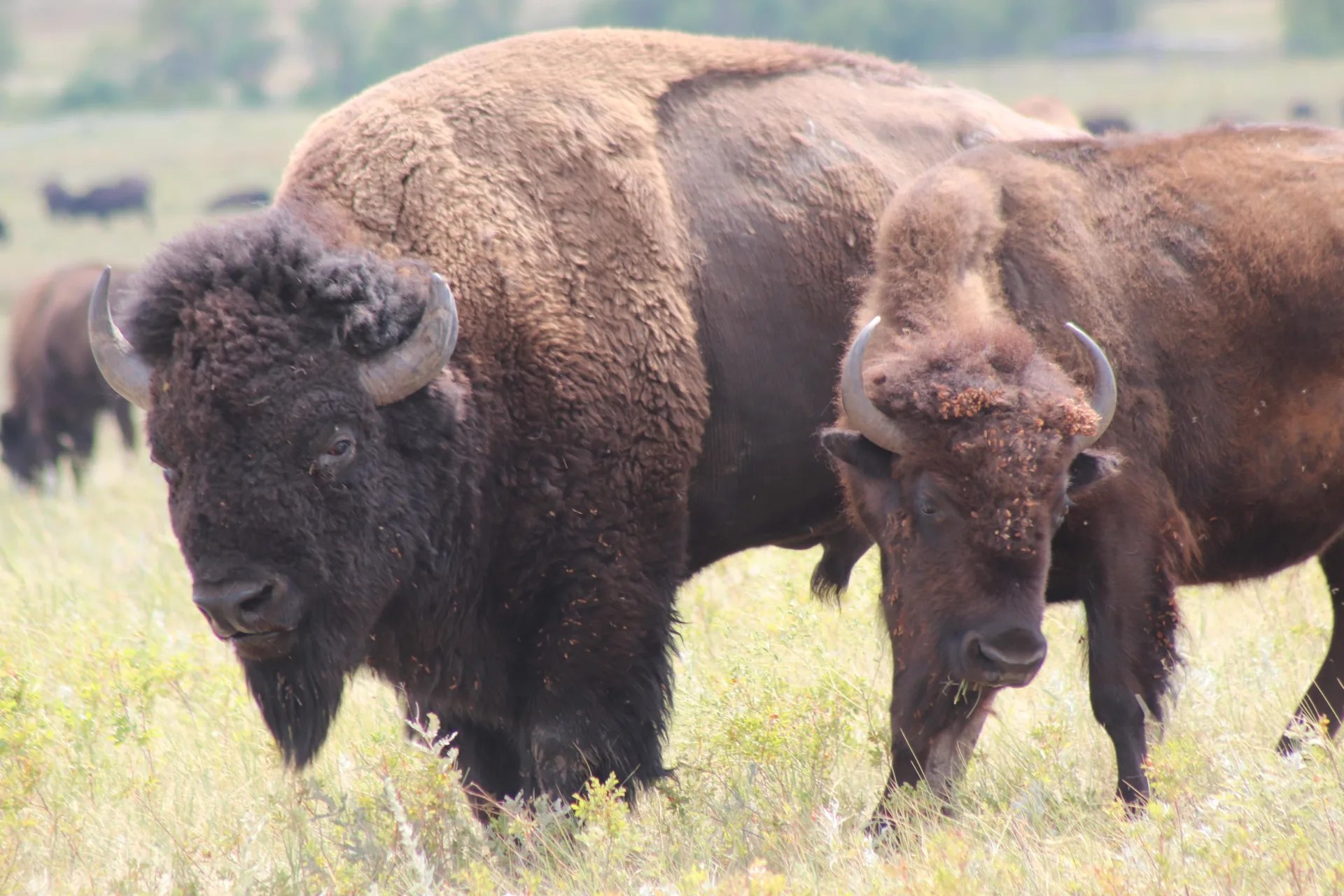 惡地國家公園＆Wall Drug 藥妝店＆Lakota Living History 博物館之旅