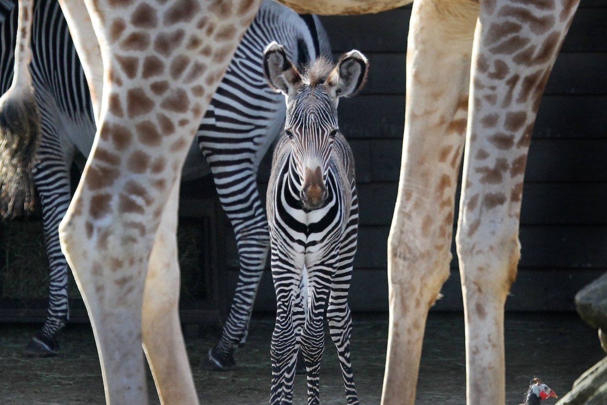 阿姆斯特丹阿提斯皇家動物園門票