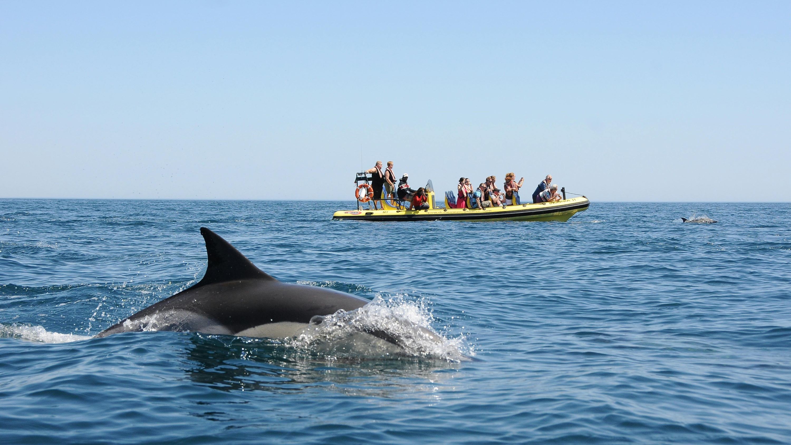 Benagil Cave and dolphin watching boat tour in Albufeira