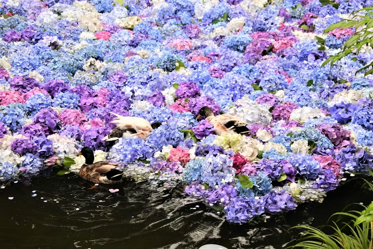 Ibaraki Flower Sea×Sea Torii×Hydrangea Temple×Seafood Market Panorama 1-Day Tour｜Chinese/English Tour Guide (Depart from Tokyo)